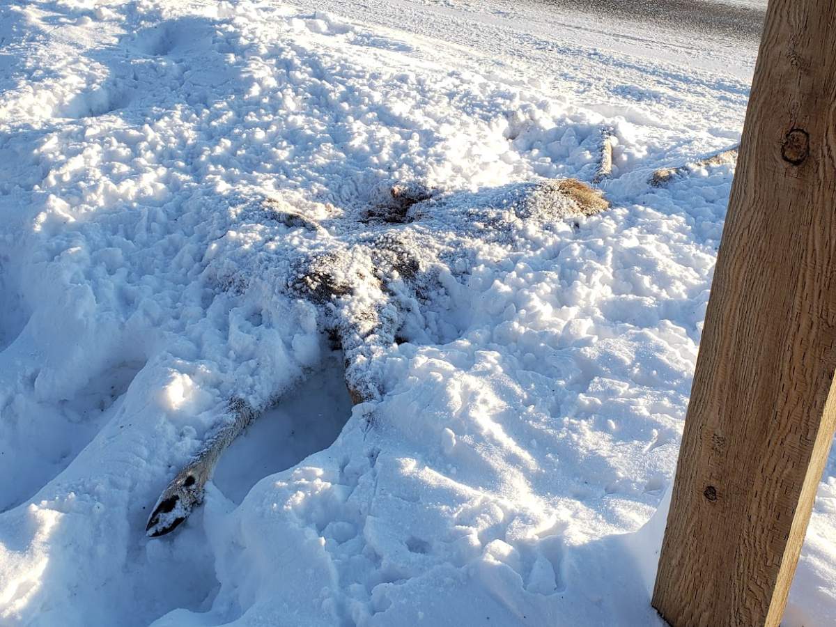 Photo of dead deer in a ditch.