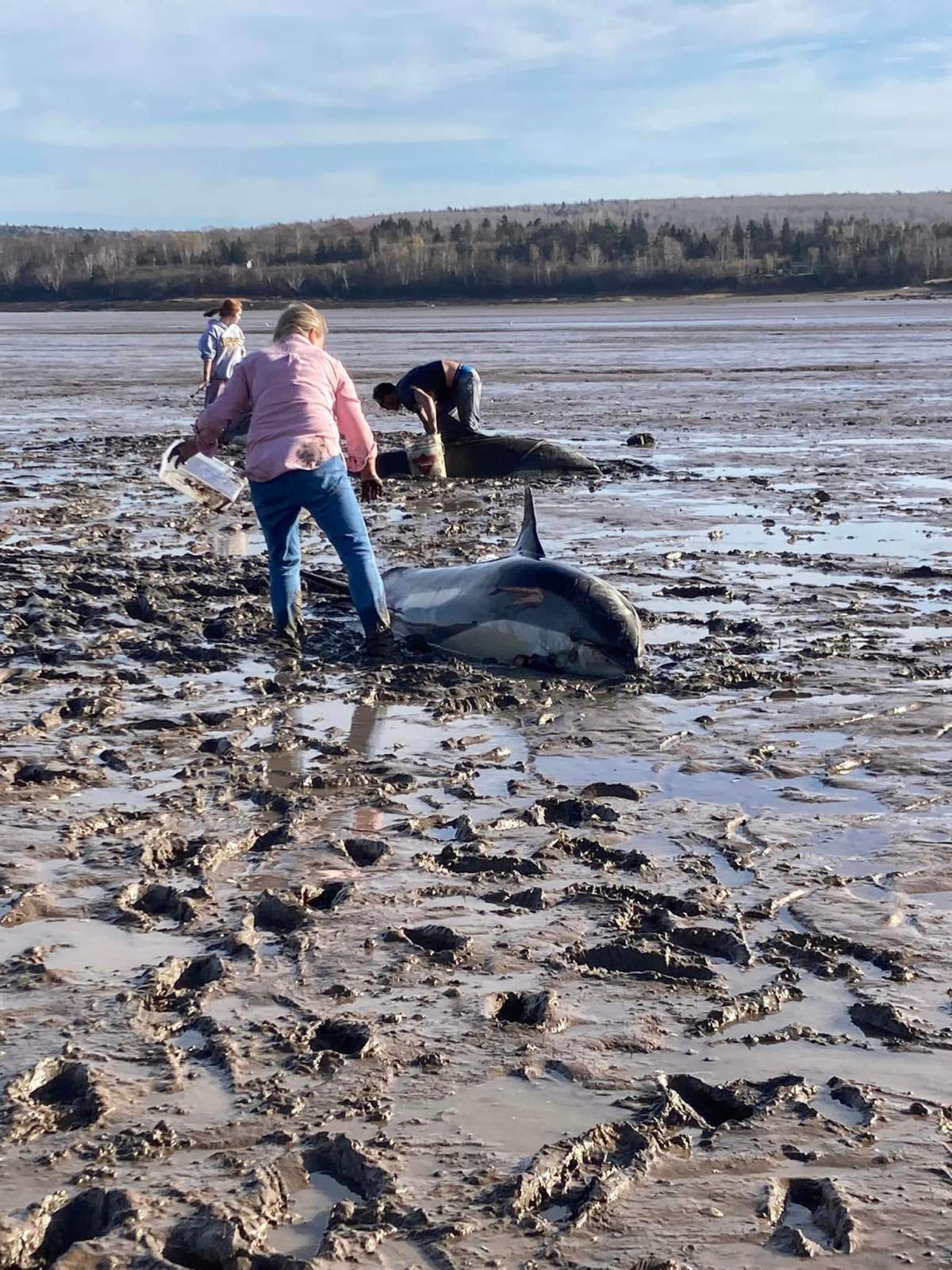 A group of people came together to help a pod of stranded dolphins in Digby Friday afternoon.
