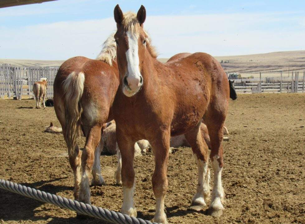 New petition to ban the shipping of horses overseas for slaughter.