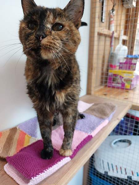 Flossie the cat, the oldest living cat at 26 years old.