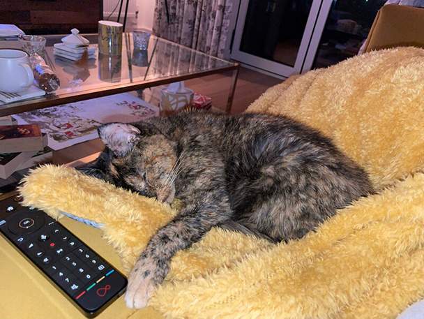 Flossie with her favourite yellow blanket.