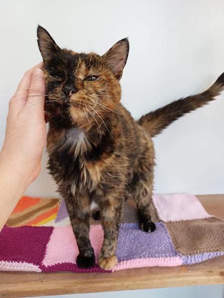Flossie the cat, getting pets from her owner Vicki Green.