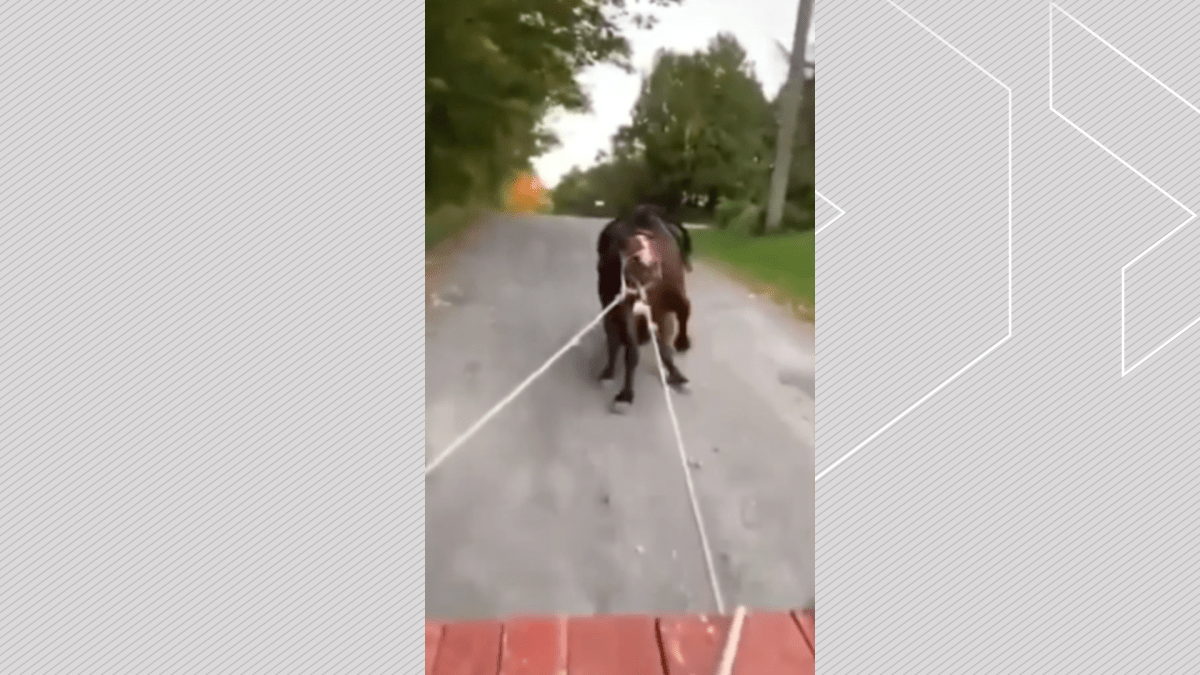 A still frame of video of a horse being dragged by a vehicle. A woman has been charged in the incident.