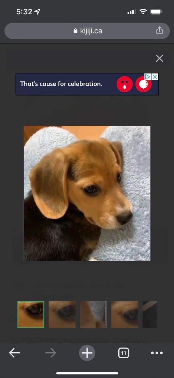 Reid said she found the puppy on Kijiji.