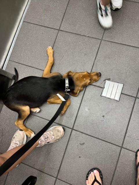 Vets told Reid the puppy had a bloated stomach and told her she needed to give the dog all her vaccines. They also provided her with deworming medication and medicine for fleas.