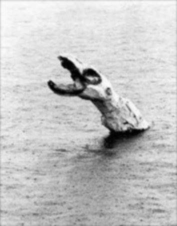 The original photo from the 1950s of log with an unusual shape, which kickstarted the talks of there being a dragon in Miller Lake.