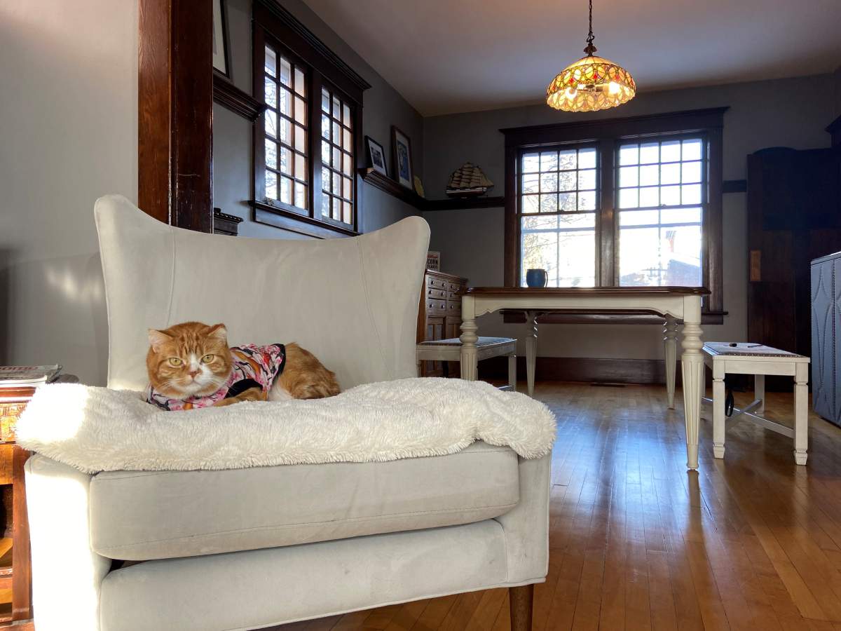 Angus relaxing on his ‘throne’.