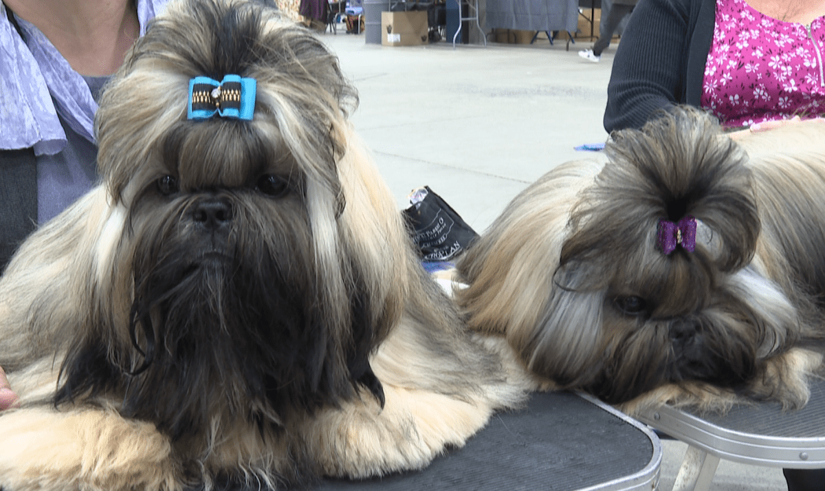 Imade shows two meticulously groomed Shih Tzus wearing bejewelled bows in their hair.