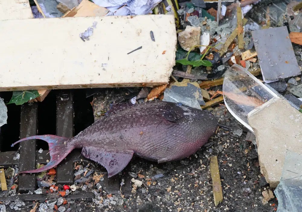 A dead fish lays on the sidewalk, surrounded by debris.