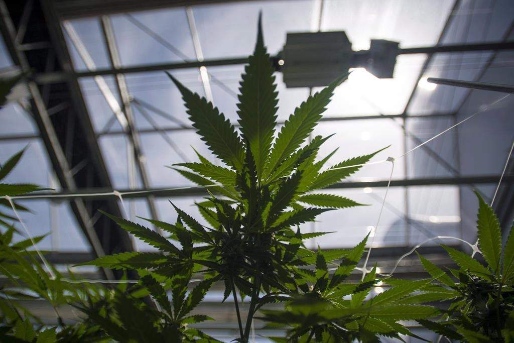 Cannabis plants are shown during the grand opening event for the CannTrust Niagara Greenhouse Facility in Fenwick, Ont., on Tuesday, June 26, 2018. THE CANADIAN PRESS/Tijana Martin.