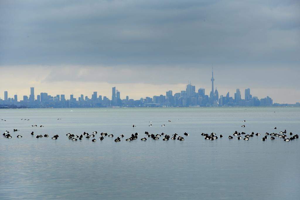 Birds swim in the cold waters of Lake Ontario overlooking the city of Toronto skyline in Mississauga, Ont., on Thursday, January 24, 2019. 