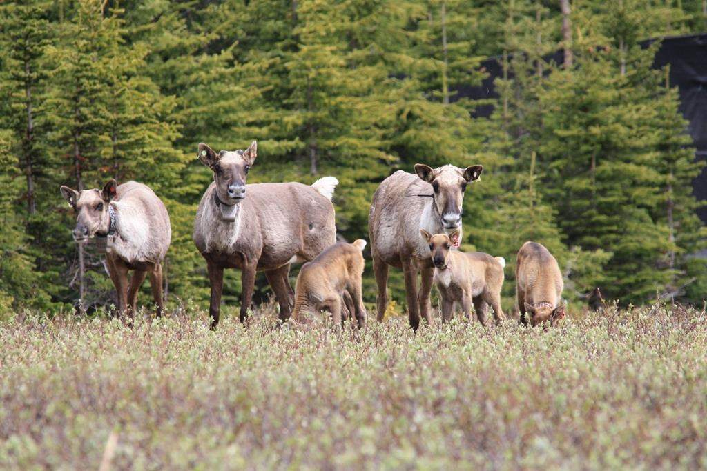 Caribou are shown in an undated handout photo. Four First Nations in Manitoba are working with the provincial and federal governments to establish a new protected area in the Seal River Watershed.