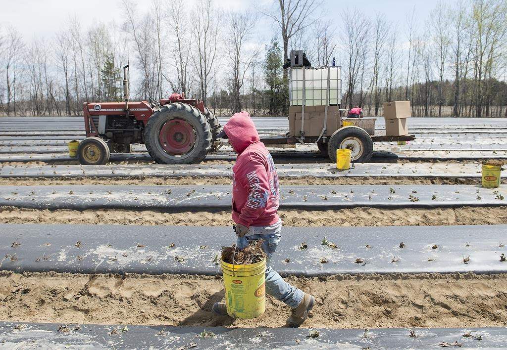A temporary foreign worker from Mexico is shown on a berry farm in Mirabel, Que., Wednesday, May 6, 2020. 