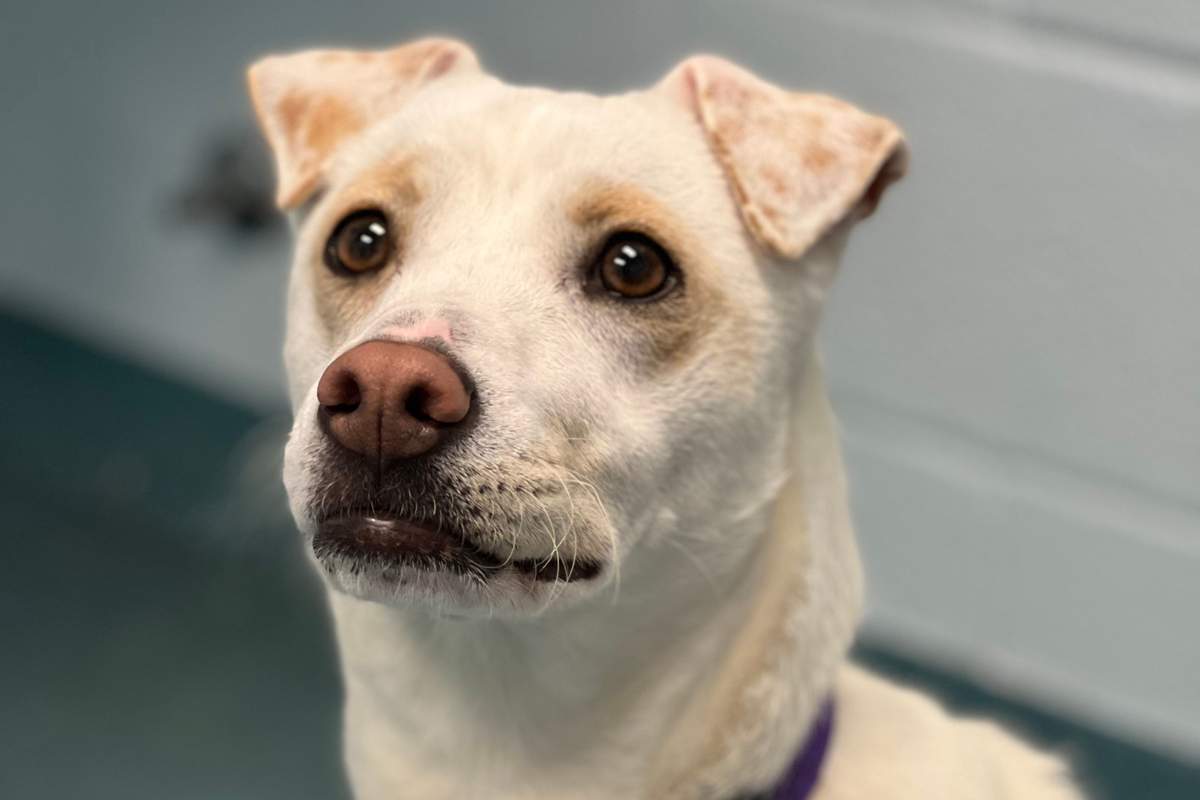 Blanca was one of hundreds of animals in the local Humane society's care last year.