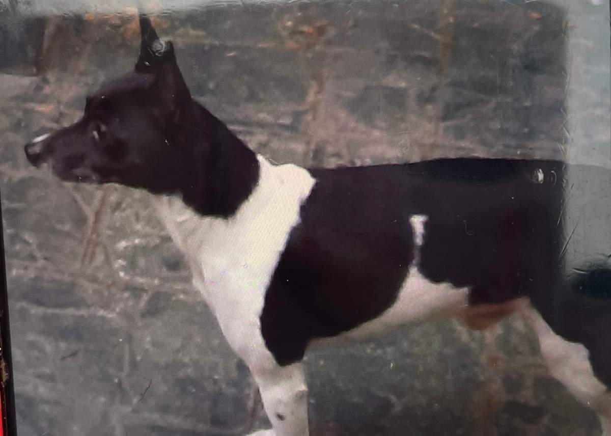 Police believe Bouncer the terrier was stolen from a heated garage on Wednesday evening. 