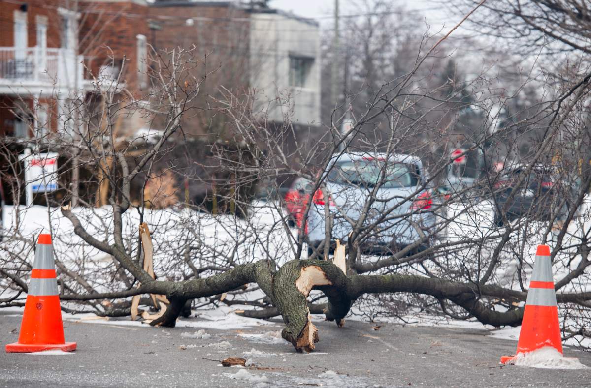Tree fell off Quebec