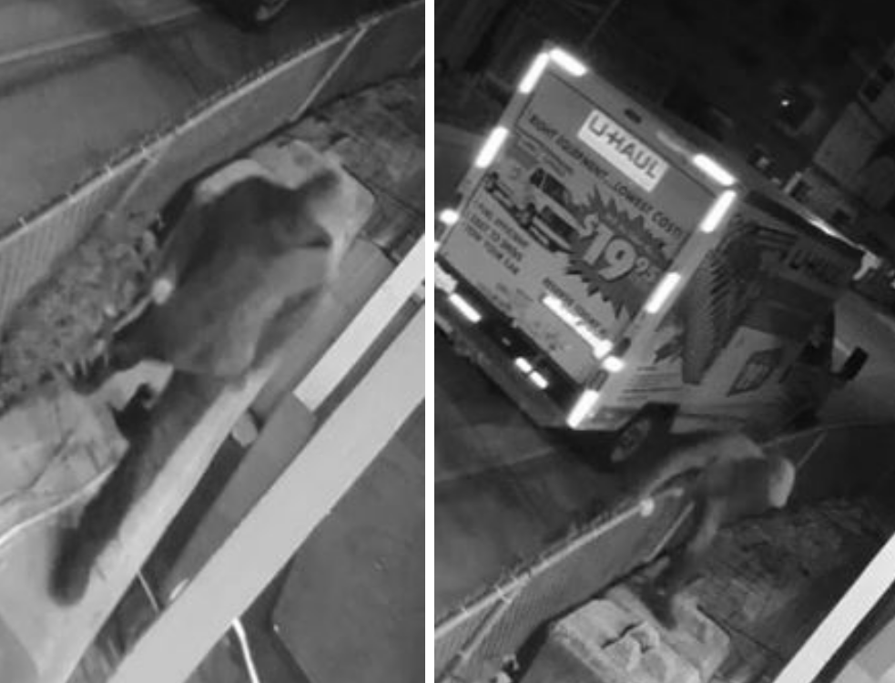 Surveillance footage captures a suspect stealing a totem pole from behind the Kwikwetlam First Nation band office on Oct. 12, 2022.
