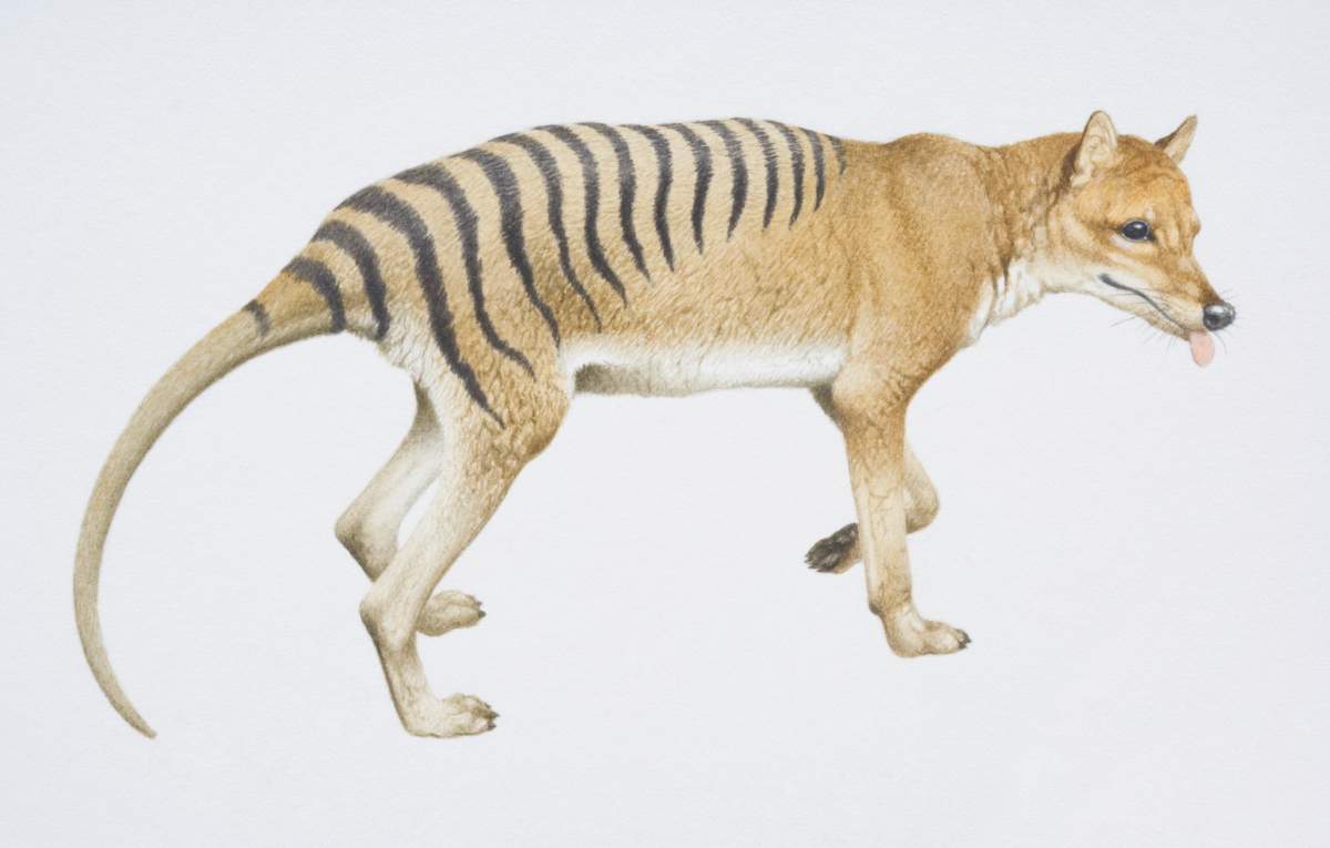 Artist’s illustration of a living thylacine.