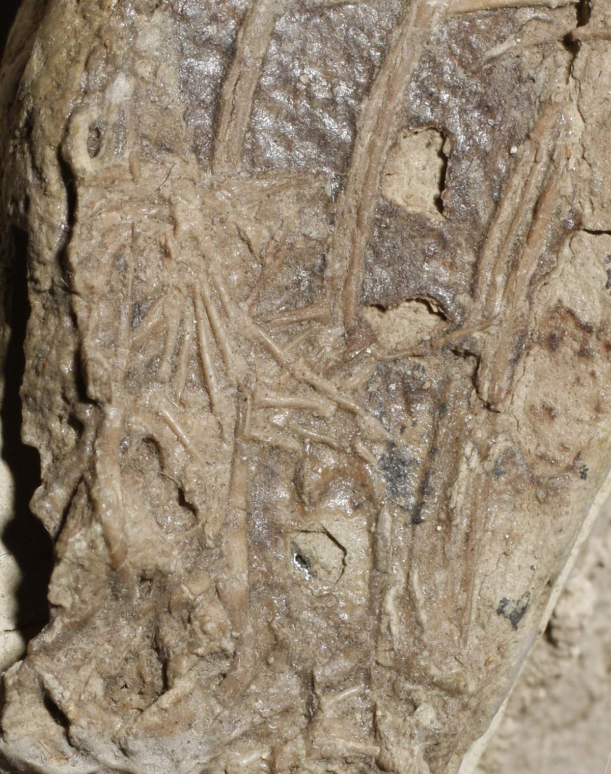 A mammal foot among the ribs of Microraptor.