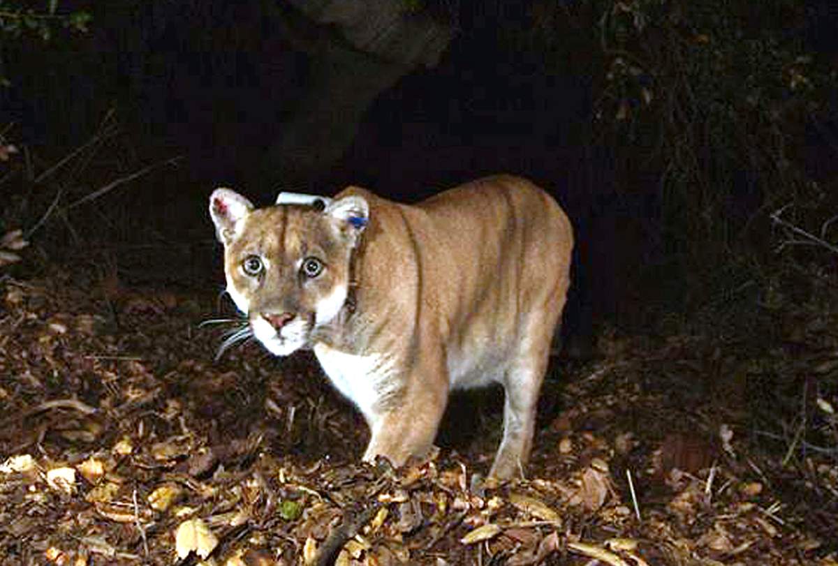 P-22
