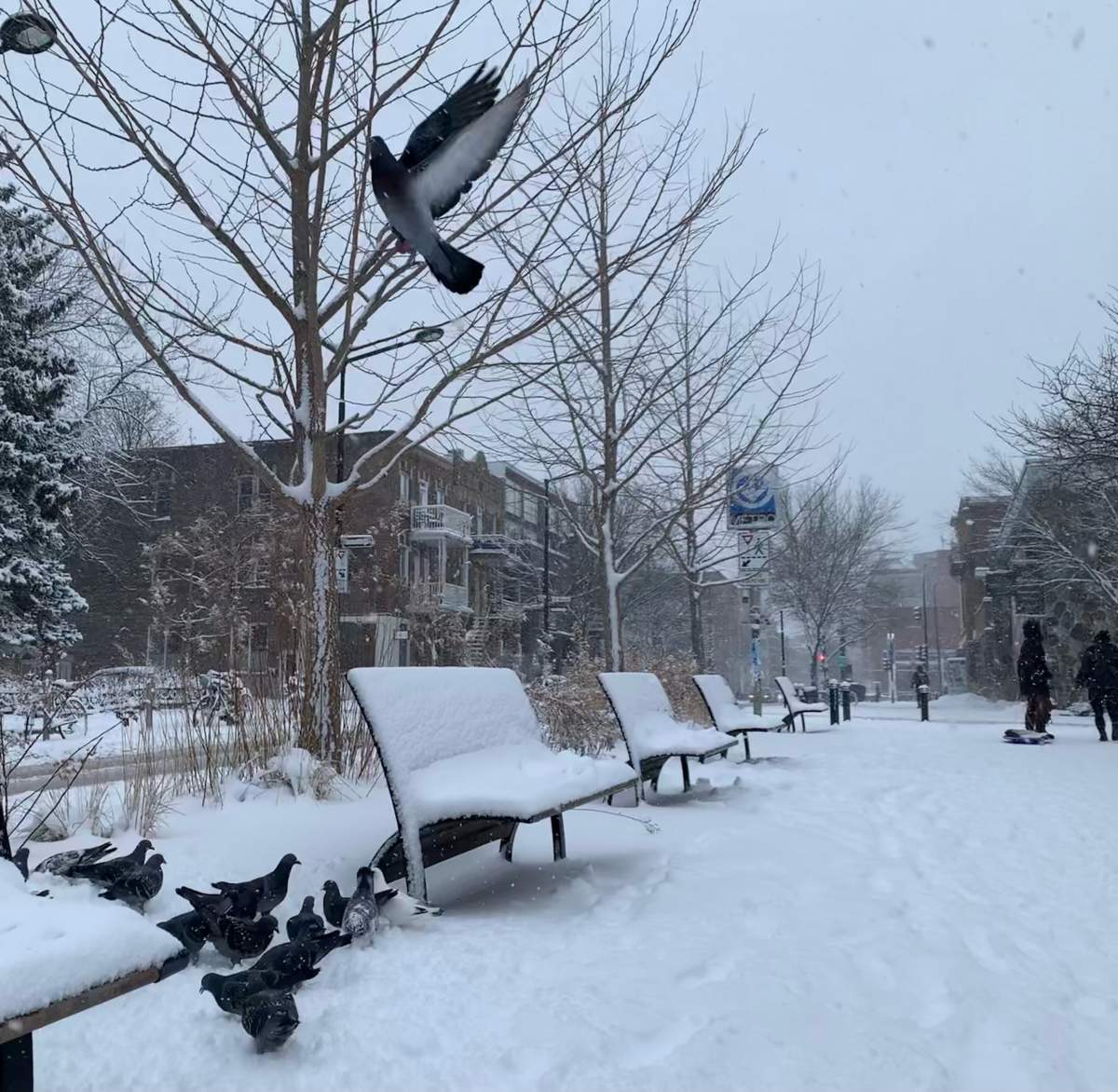 Canada snow storm