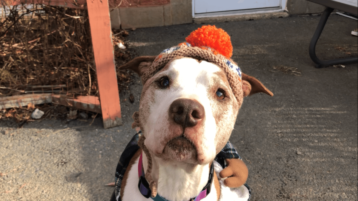 Stella, with the Palliative Care Program at the Nova Scotia SPCA.