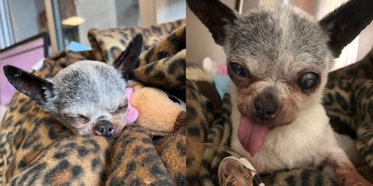 ‘Christmas miracle’: Senior Chihuahua missing for 3 years reunited with B.C. family - image