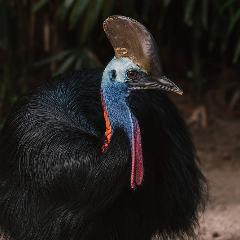 Close up of a cassowary