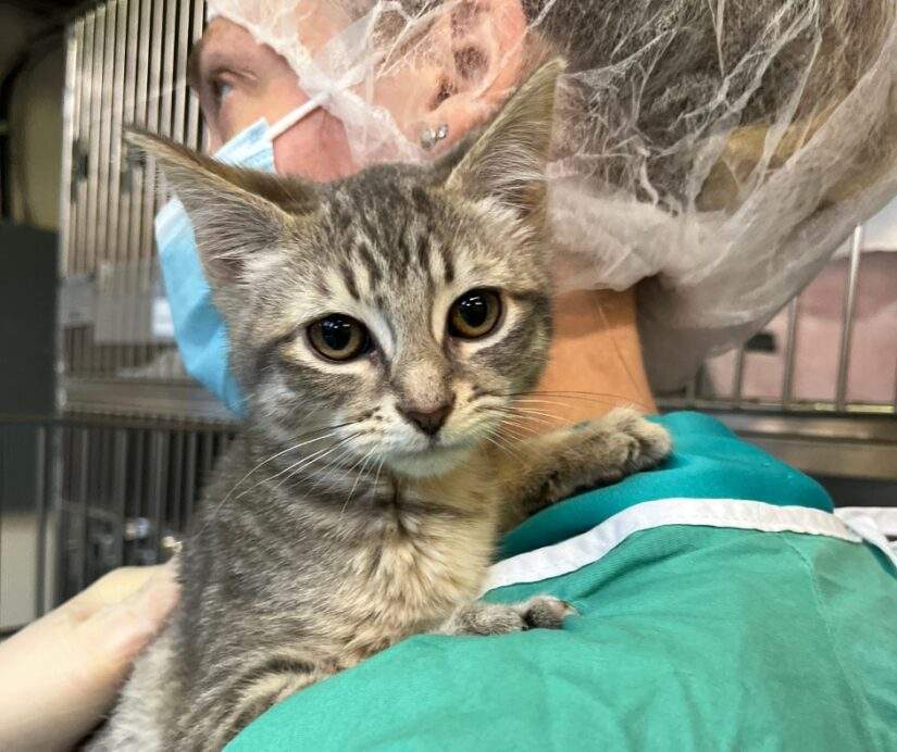 Nine kittens were dumped at a Vancouver construction site. 