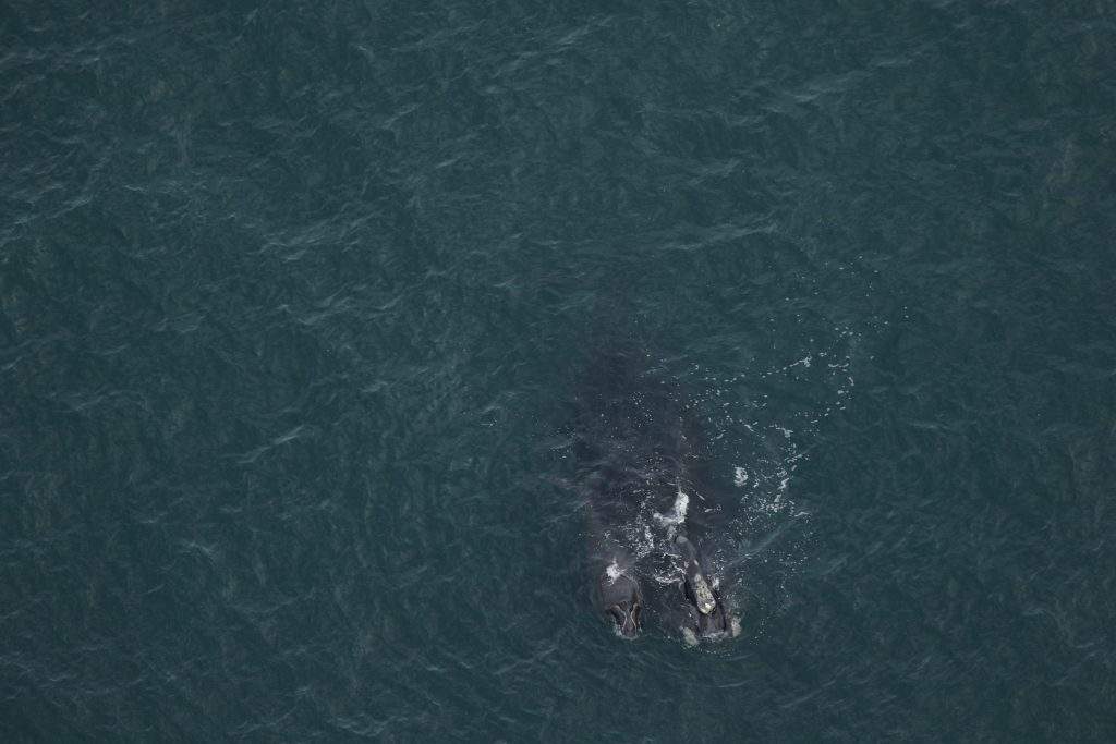 Whale 1711, 36.