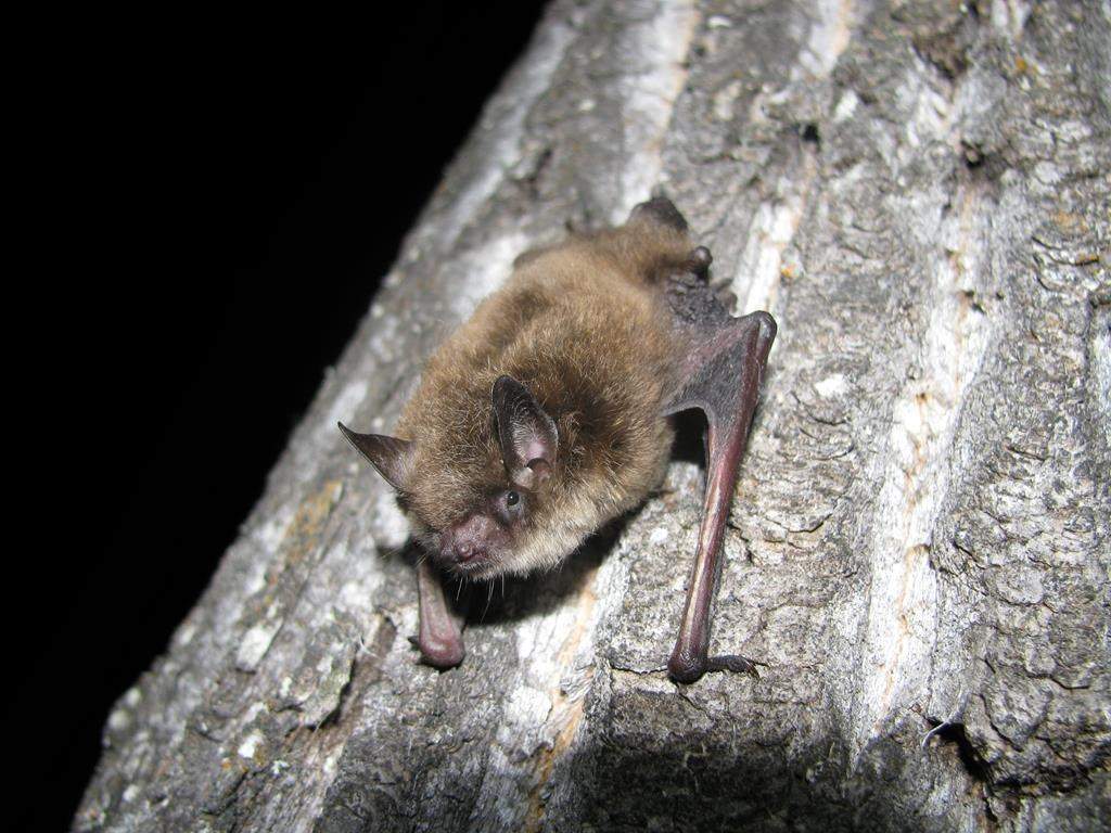 A Little Brown Bat is shown in a handout photo.