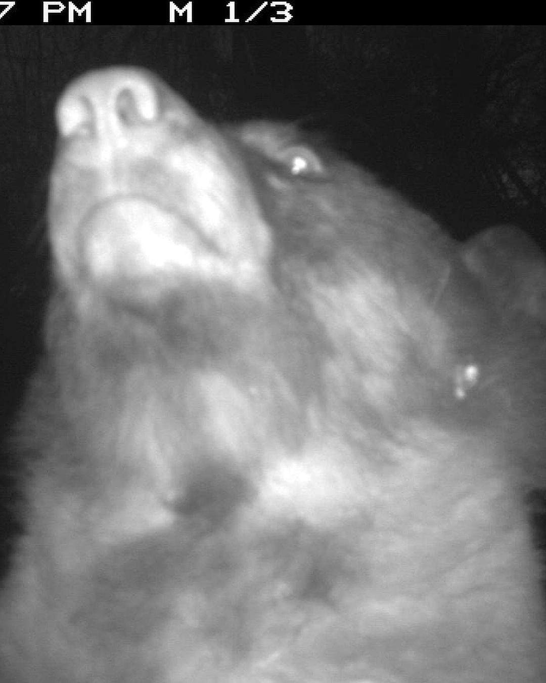 This unbearably cute ursine poses for the camera.
