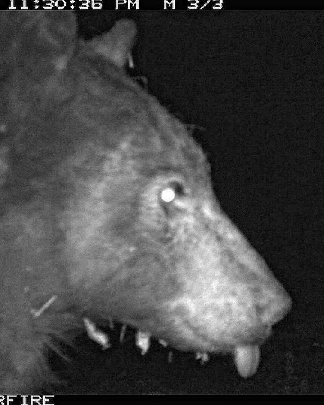 The selfie-taking bear sticking its tongue out.