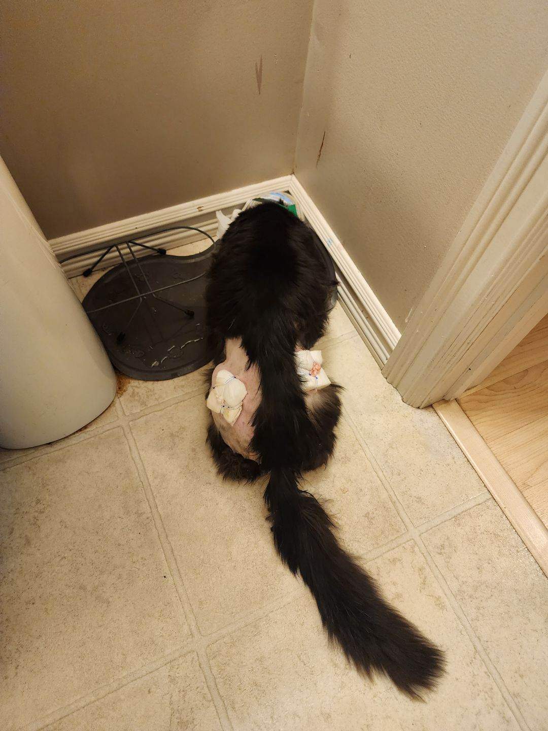 A family cat named Milo is recovering after being shot with an arrow while missing from his family's home in north Edmonton in January 2023.
