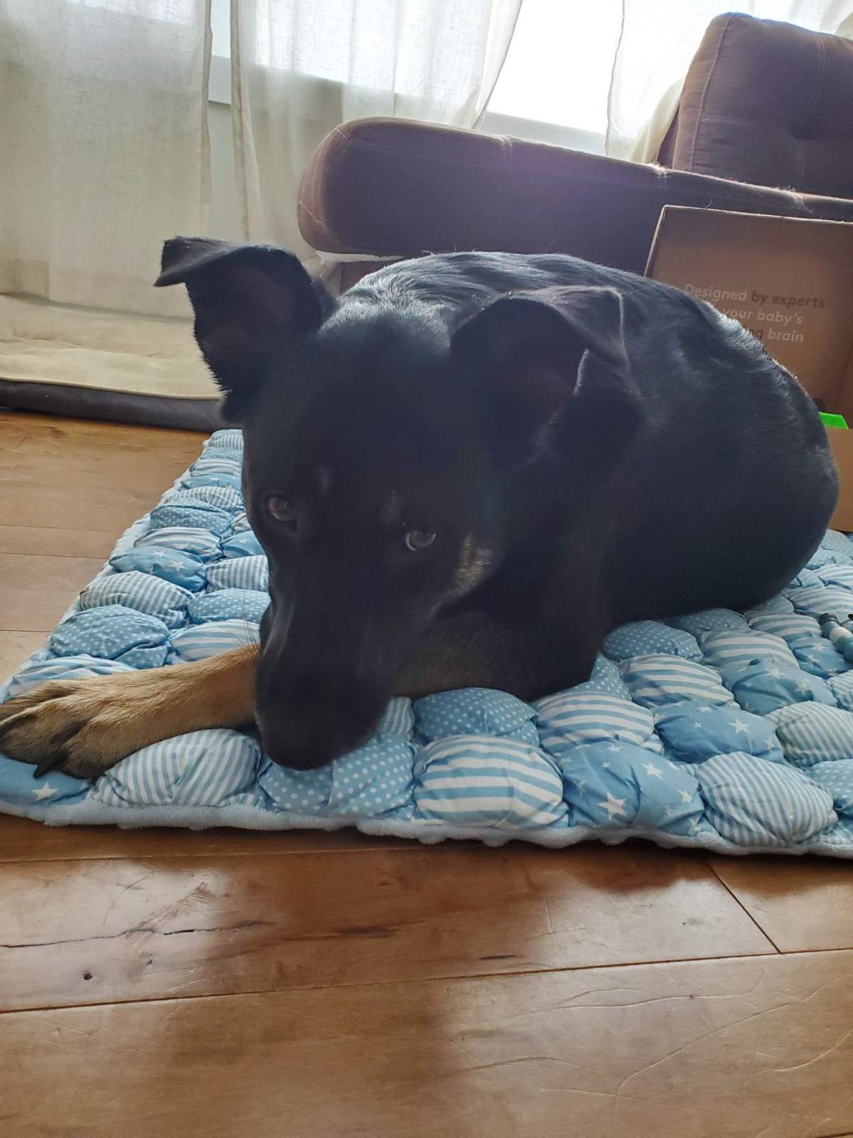Megan Copeland’s dog, Willow.