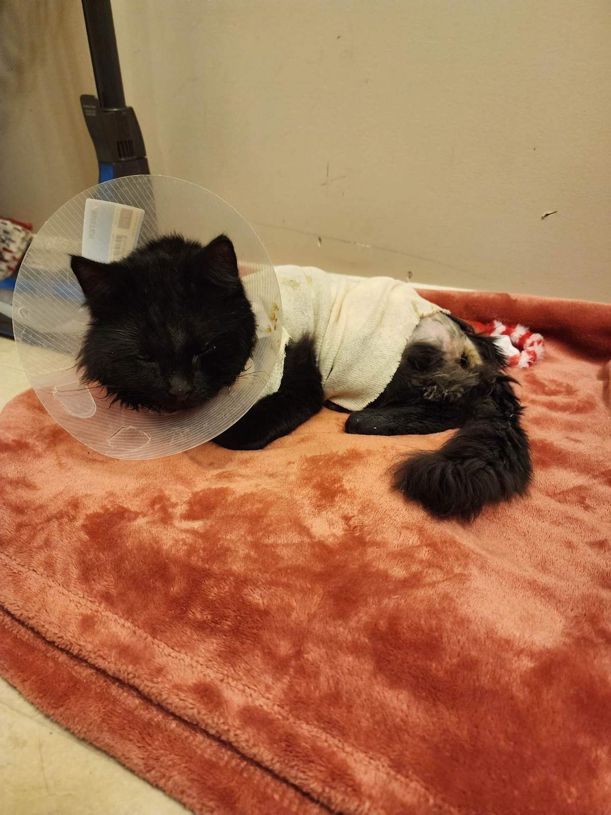 A family cat named Milo is recovering after being shot with an arrow while missing from his family's home in north Edmonton in January 2023.