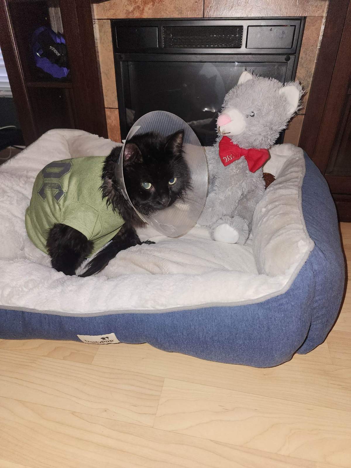 A family cat named Milo is recovering after being shot with an arrow while missing from his family's home in north Edmonton in January 2023.