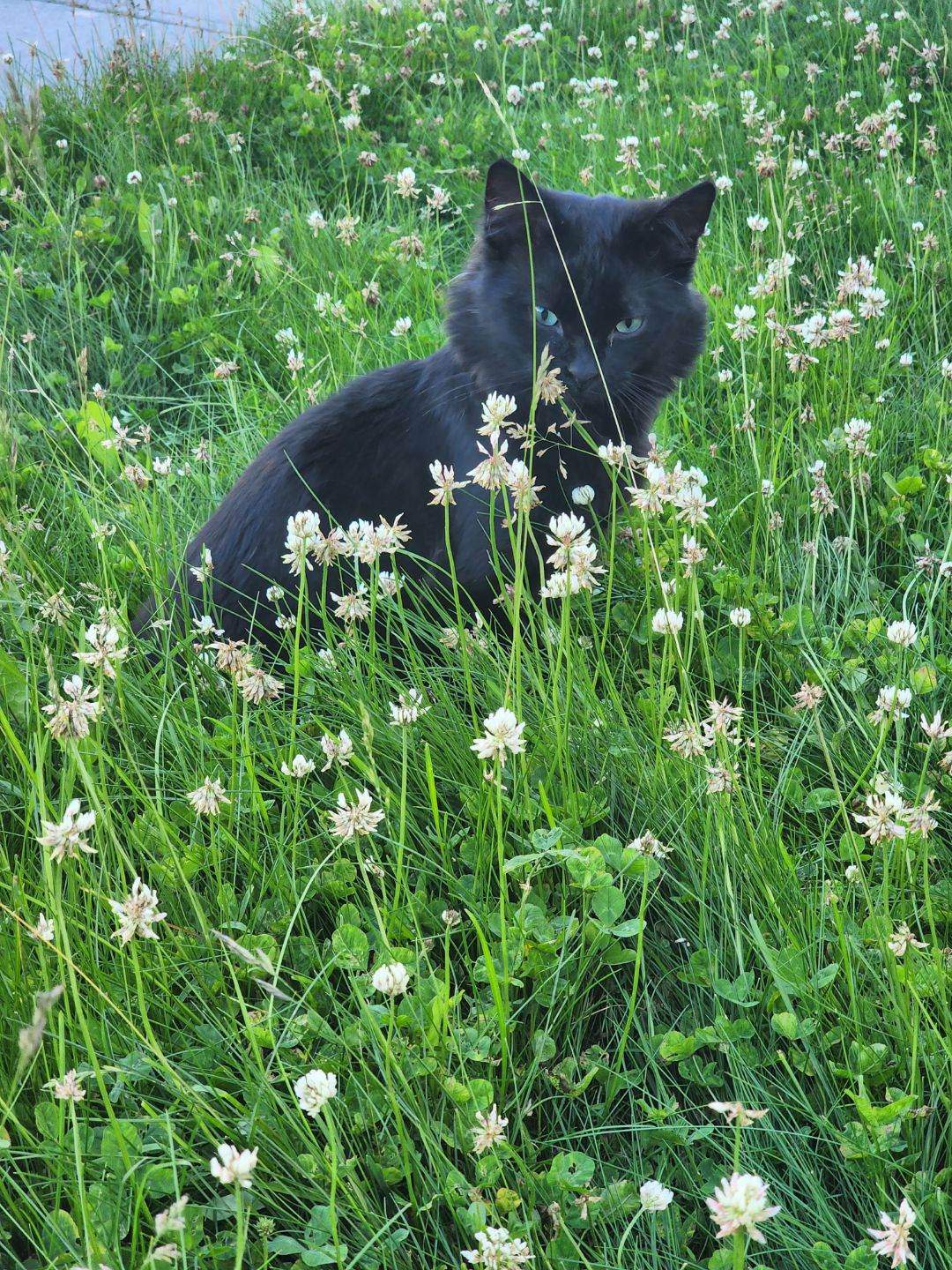 Milo the cat in an undated photo before being shot with an arrow while missing from his family's home in north Edmonton in January 2023.
