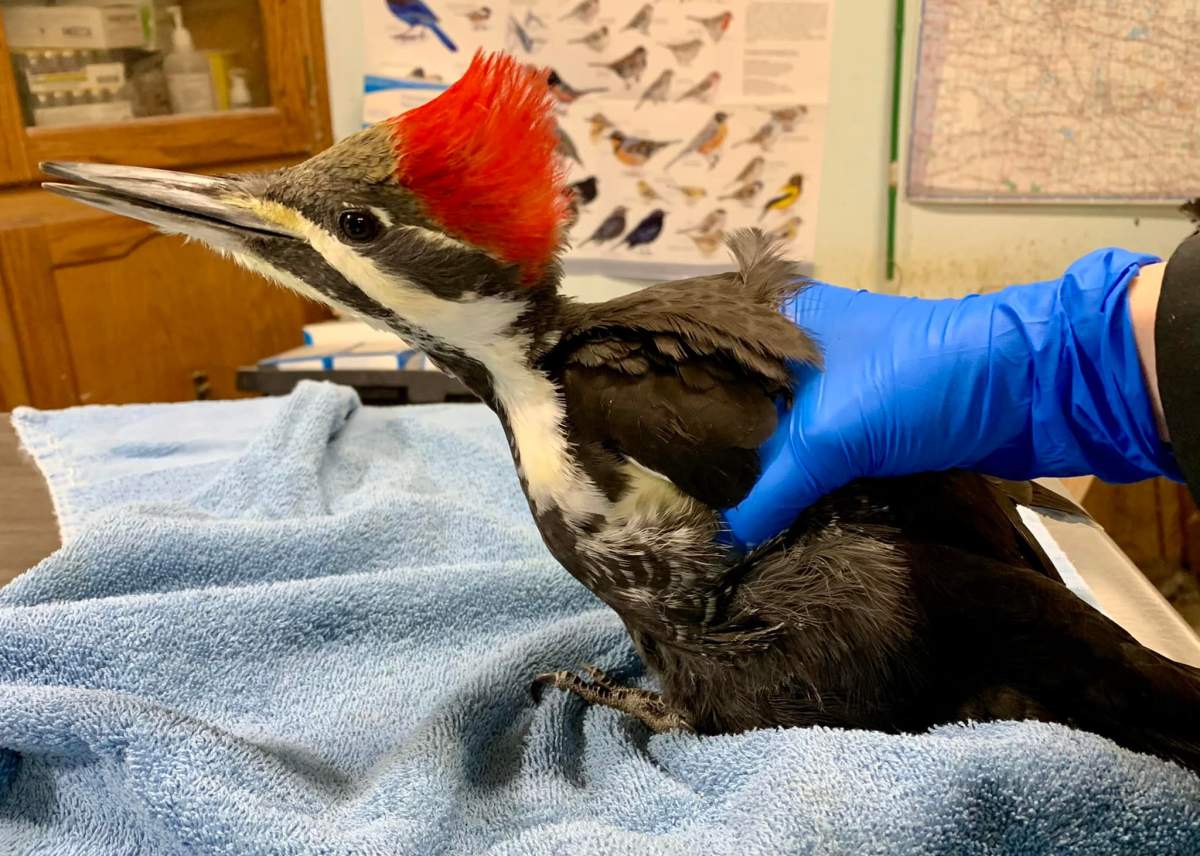 Regina wildlife rehab seeks donations to upgrade facility, offers wildlife safety tips - image