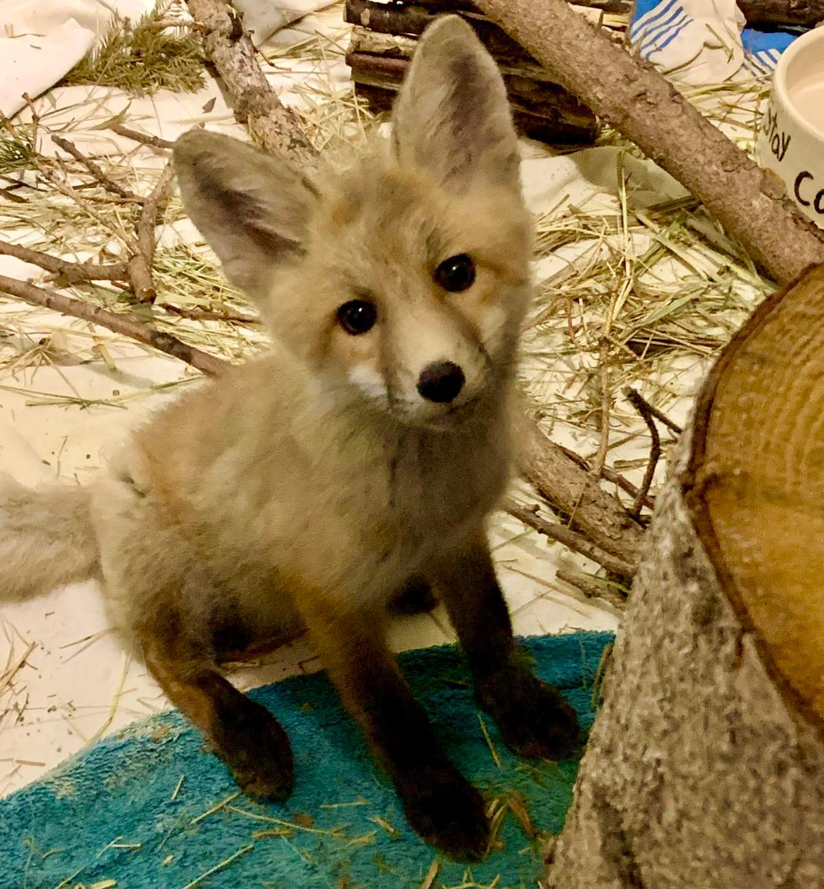 Red Fox Summer 2022