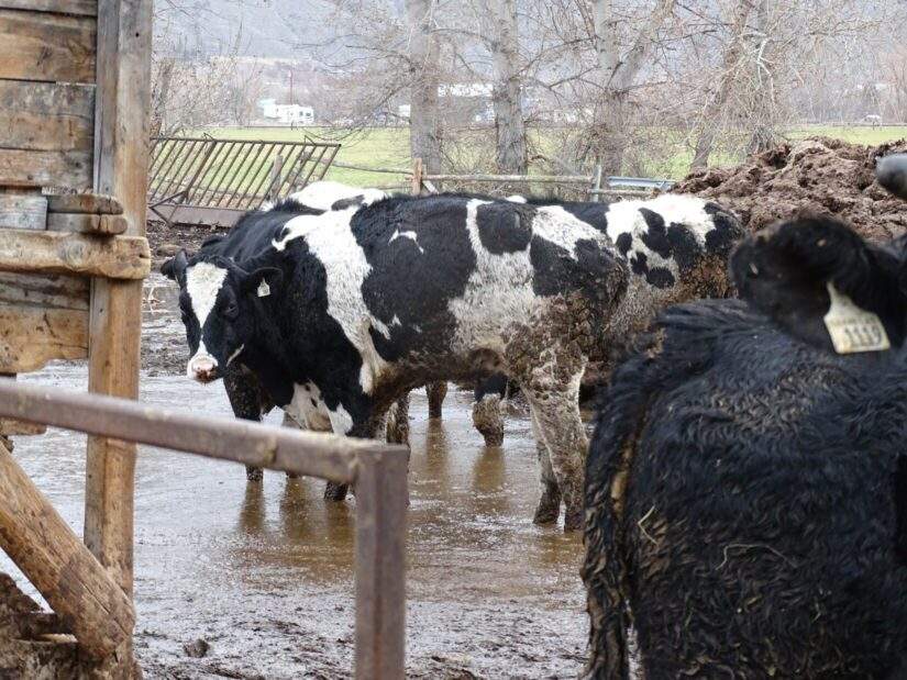 A photo showing some of the cows that were seized from a property in Cawston, B.C.