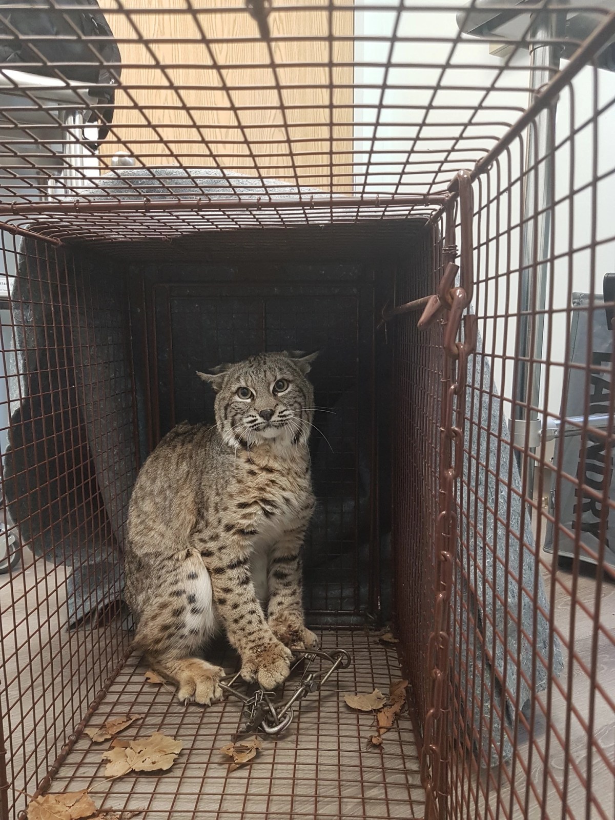 A Calgary bobcat, know to Lake Chaparral residents as “Bobby,” was found wandering around the southeast neighborhood with a trap caught on it’s paw in January 2023.