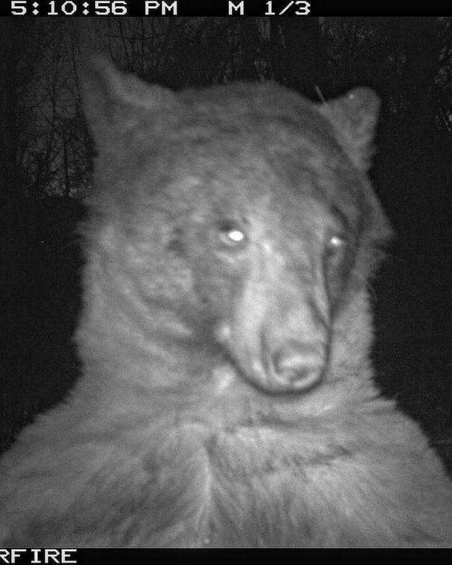 The Colorado bear looking quite bashful.