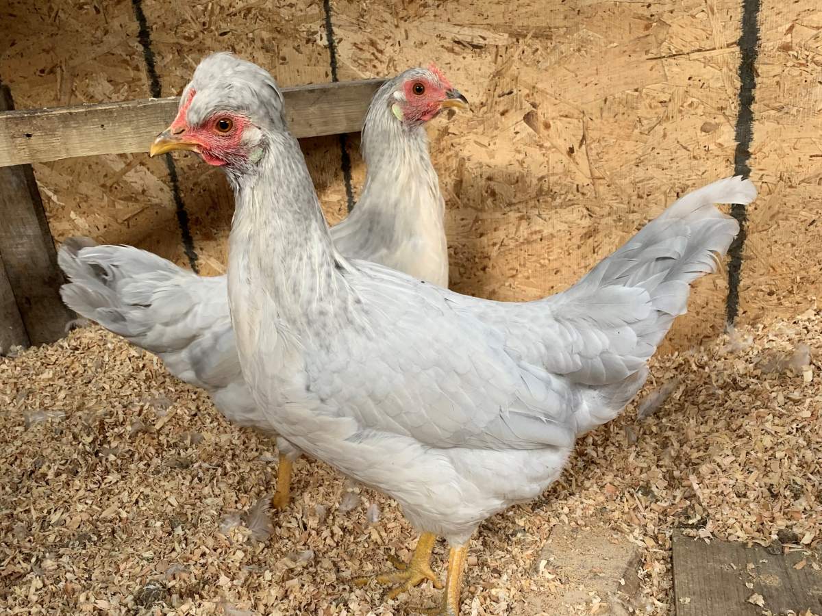 The Guelph Humane Society is hosting an event on caring for backyard chickens.