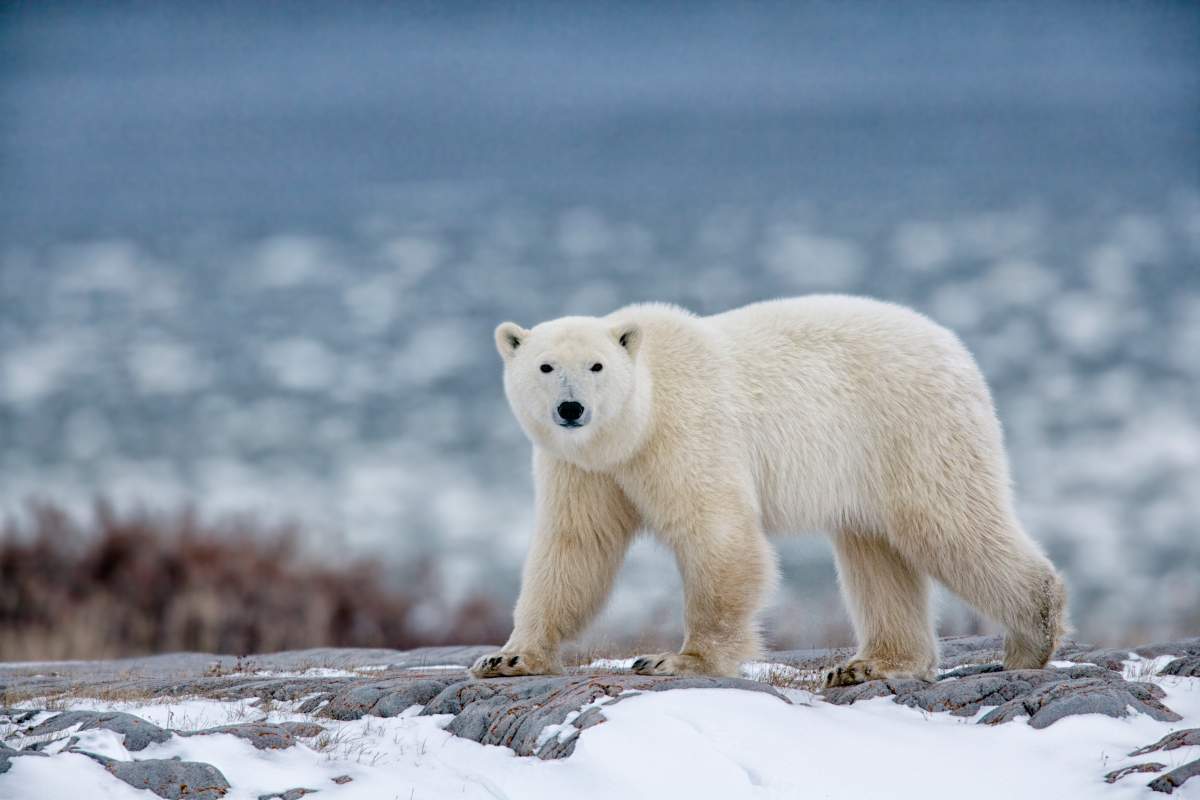 A polar bear walking on a snowy mountain.