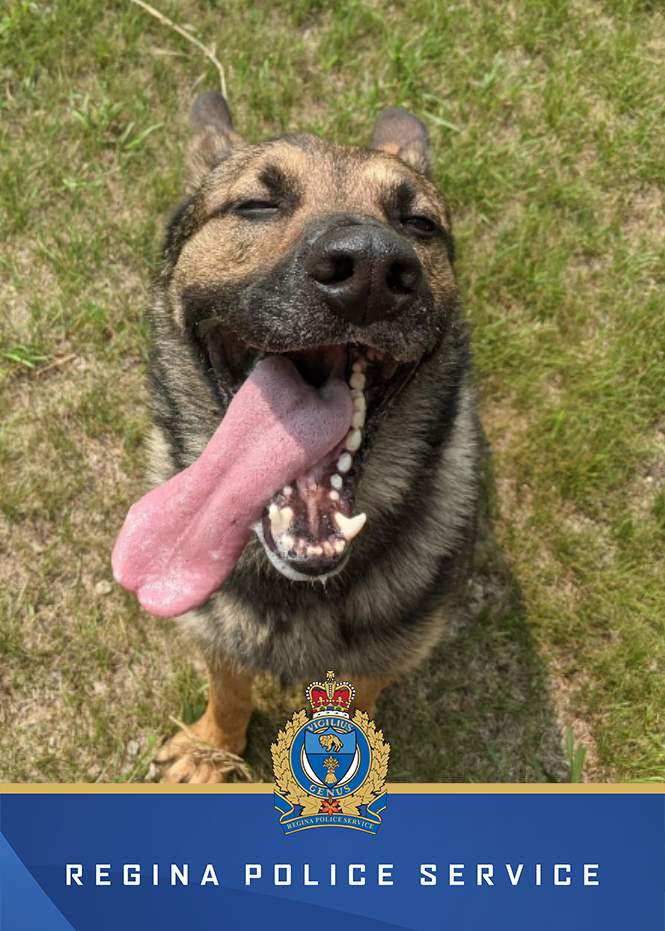 Luka the Dog of Regina Police Service dies; handler reflects on his legacy - image