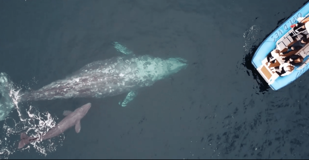 A grey whale and calf approach a boat of whale watchers.