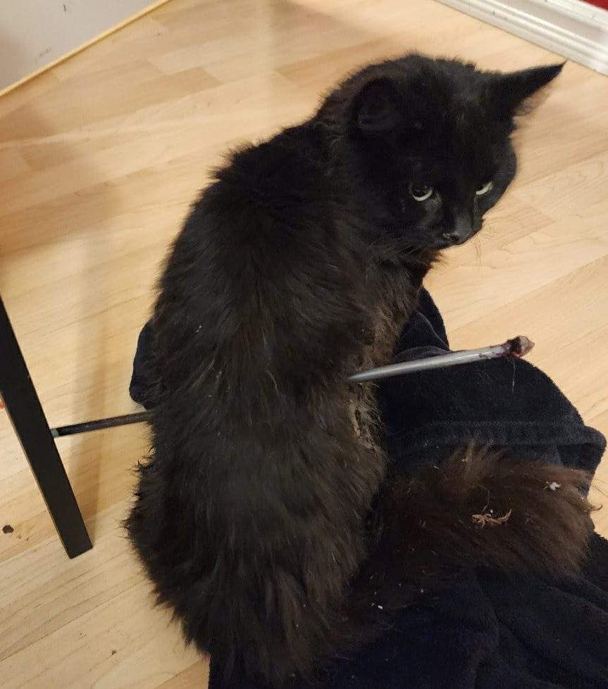 A family cat named Milo is recovering after being shot with an arrow while missing from his family's home in north Edmonton in January 2023.