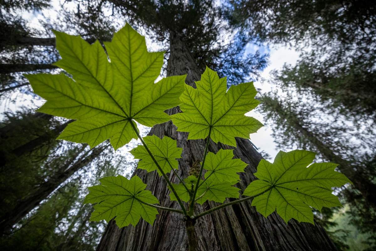 These forests contain some ancient trees ranging from 800 to 1,500 years old, according to the Nature Conservancy of Canada.