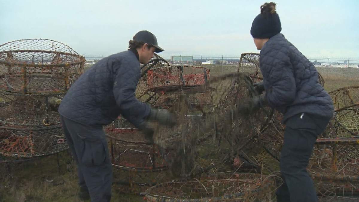 Federal crews were able to pull hundreds of illegal or abandoned traps from White Rock waters.
